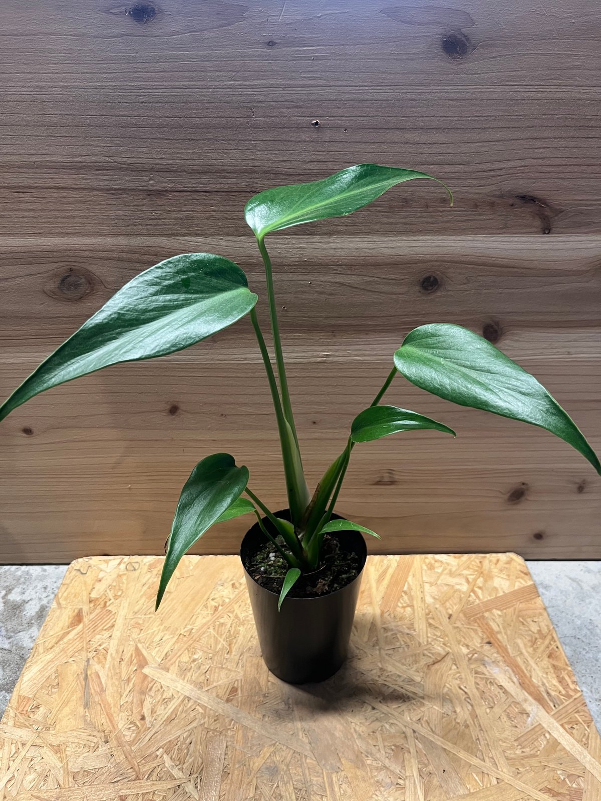 モンステラ　バールマルクスフレーム モンステラ バールマルクスフレーム / Monstera 'Burle Marx's