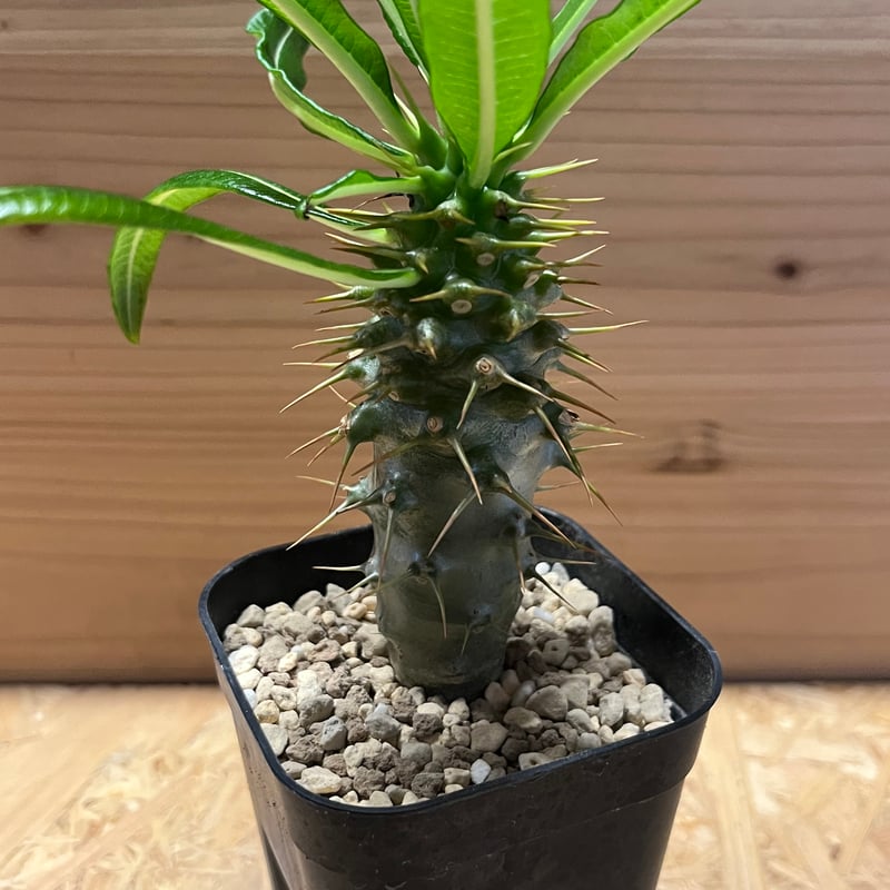 パキポディウム アンボンゲンセ | GREEN LUCK