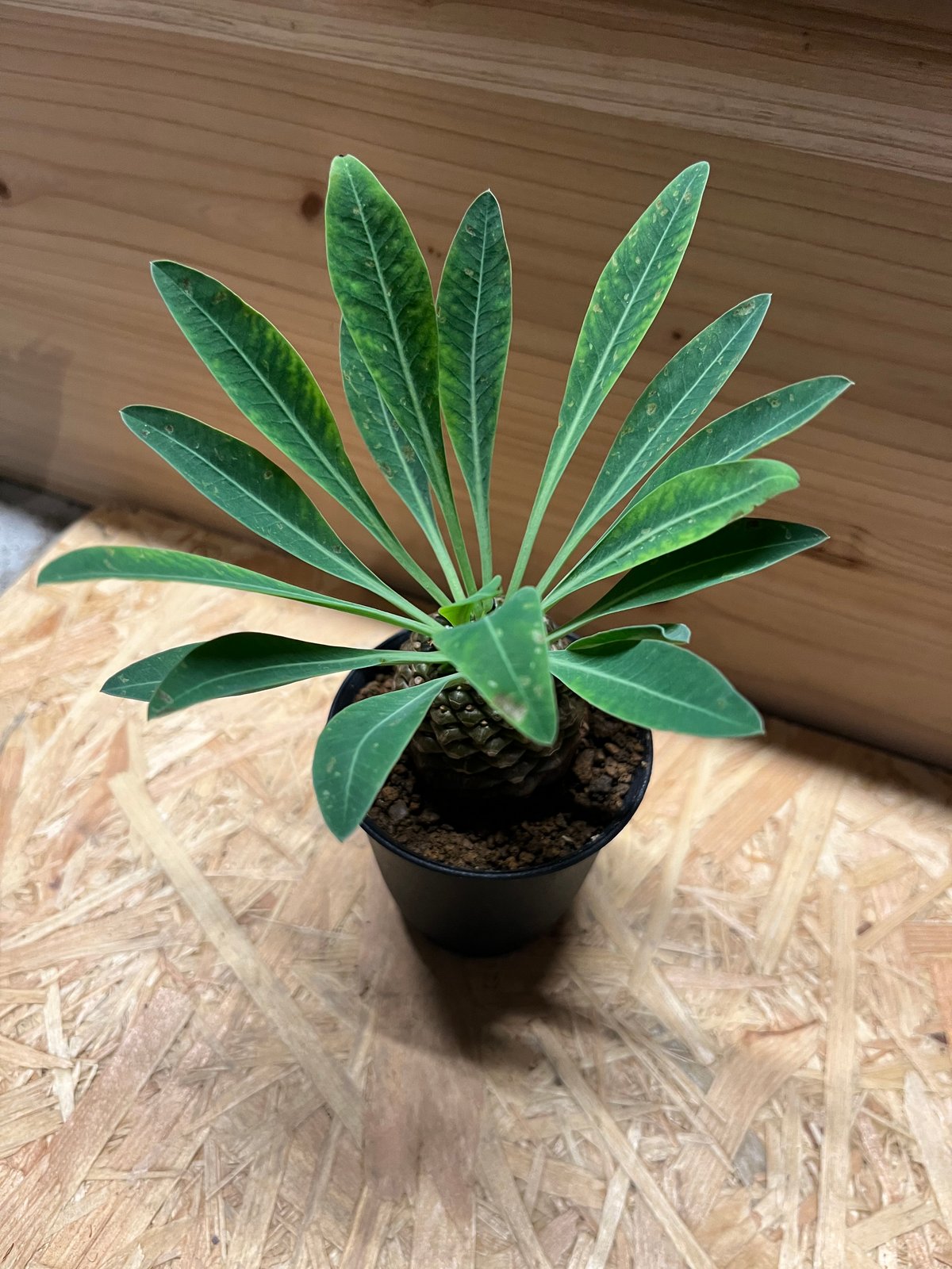 ユーフォルビア ブプレウリフォリア 鉄甲丸 | GREEN LUCK