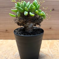 チレコドン　レティキュラーツス　万物想