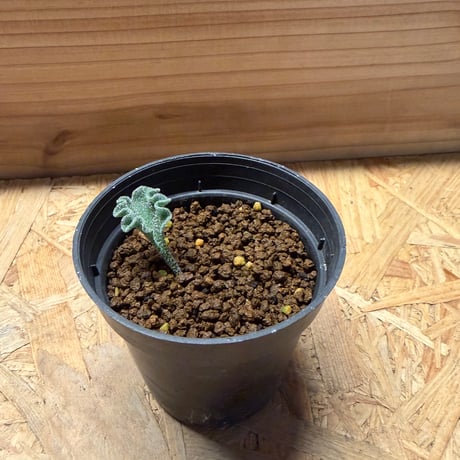 エリオスペルマム | STORES