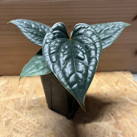 アンスリウムルクスリアンス | STORES