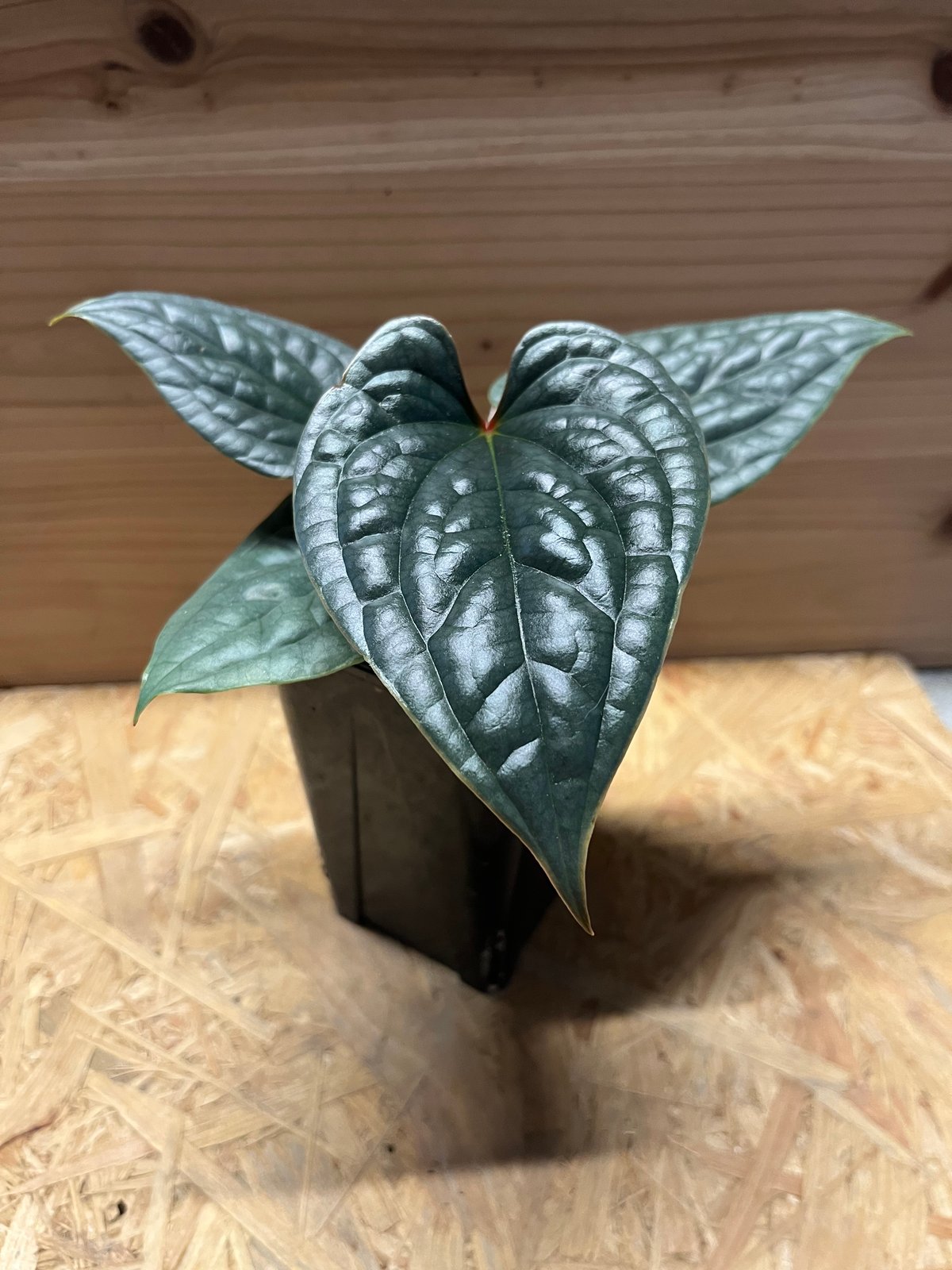 アンスリウム ルクスリアンス | GREEN LUCK