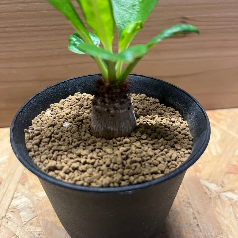 ユーフォルビア ラメナ | GREEN LUCK