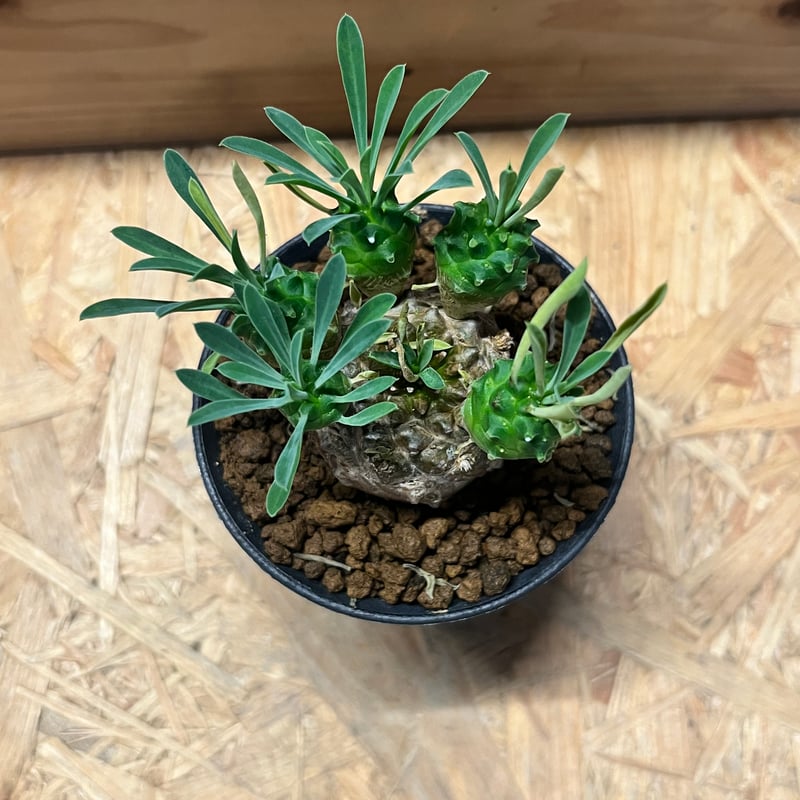 ユーフォルビア 峨眉山 | GREEN LUCK