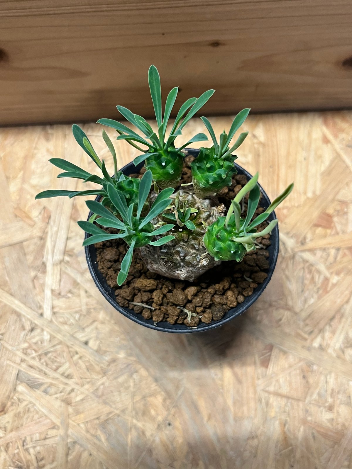 ユーフォルビア 峨眉山 | GREEN LUCK