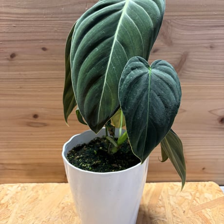 フィロデンドロン | STORES