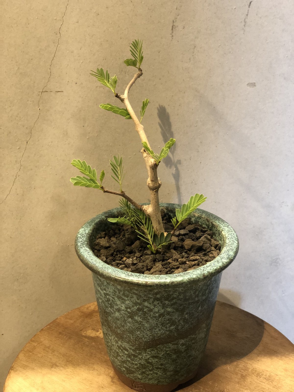 センナ メリディオナリス | GREEN LUCK