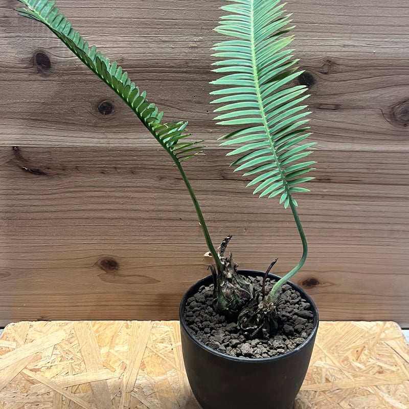 ディオーン エデューレ Dioon edule 20s ディオーン エデュレ | GREEN LUCK