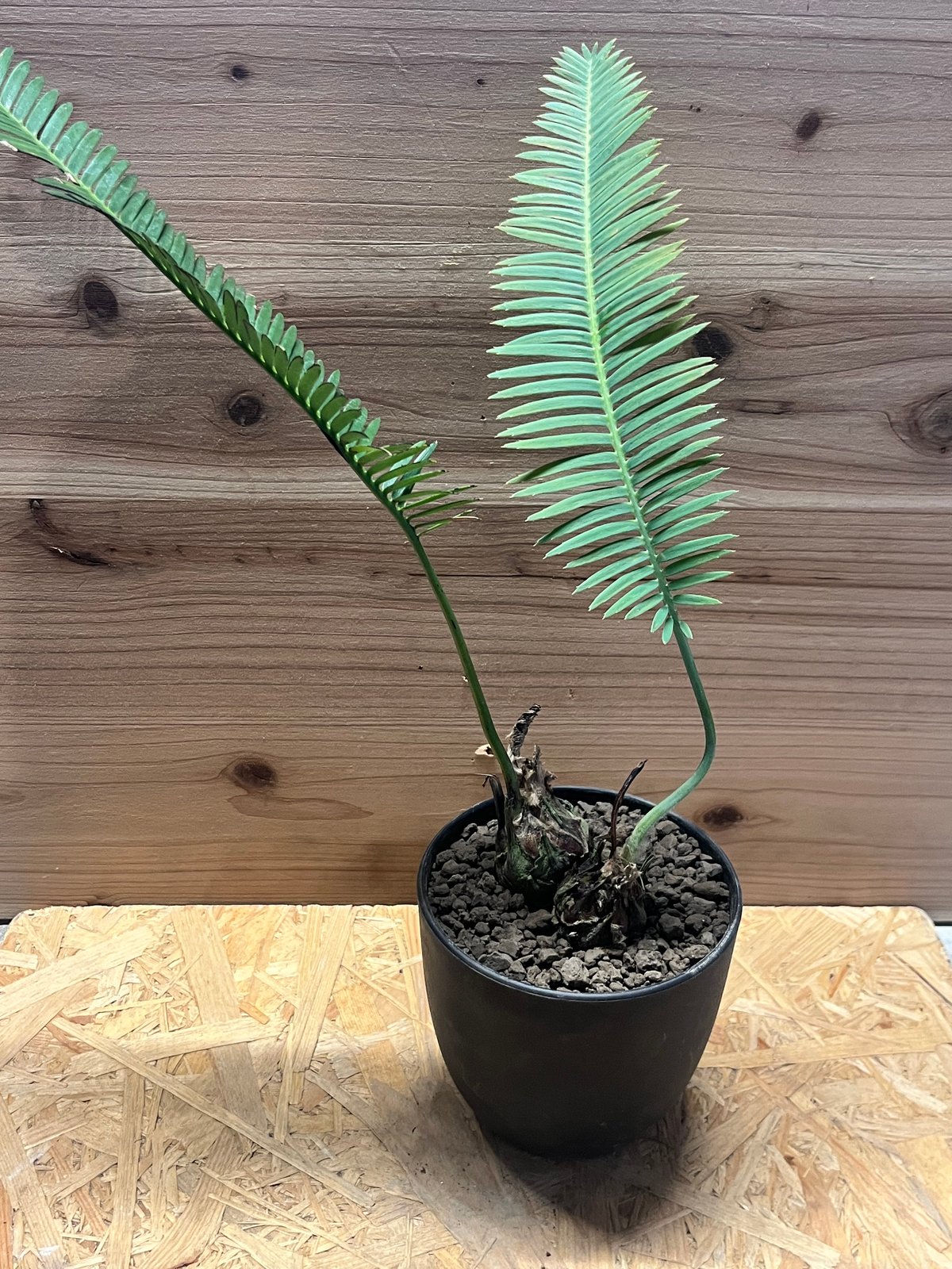 ディオーン　エデュレ3 ディオーン エデュレ | GREEN LUCK