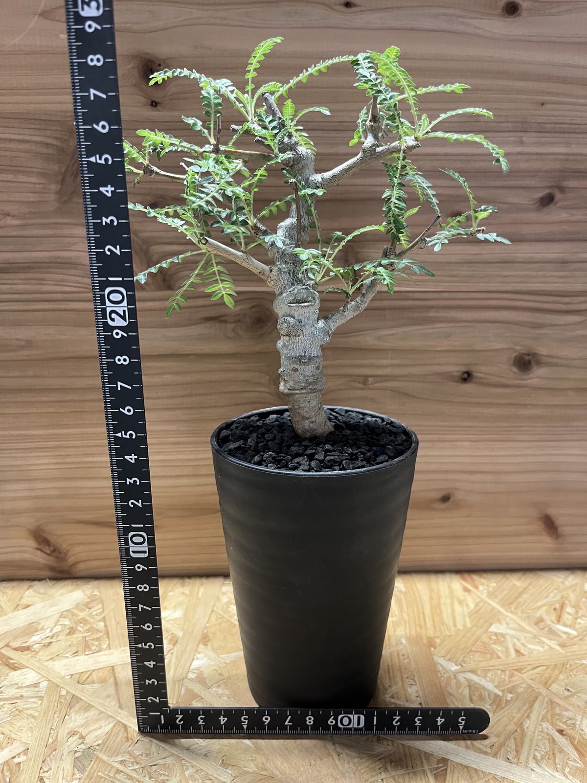 ボスウェリア ネグレクタ | GREEN LUCK