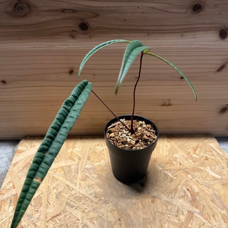 CATEGORY 観葉植物 | GREEN LUCK CATEGORY 観葉植物 | GREEN LUCK