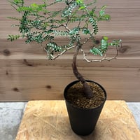 アガベ　チタノタ　ウリエル実生 アガベ ウリエル実生 オアハカオテロイ 選抜個体① | Heartplants