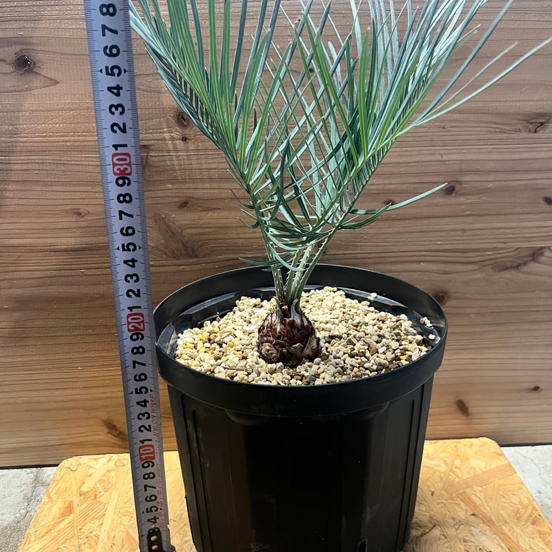 1 サイカス コッツシアーナ オーストラリア産ゴールド ブルー葉 赤肌 サイカス コッツシアーナ | GREEN LUCK