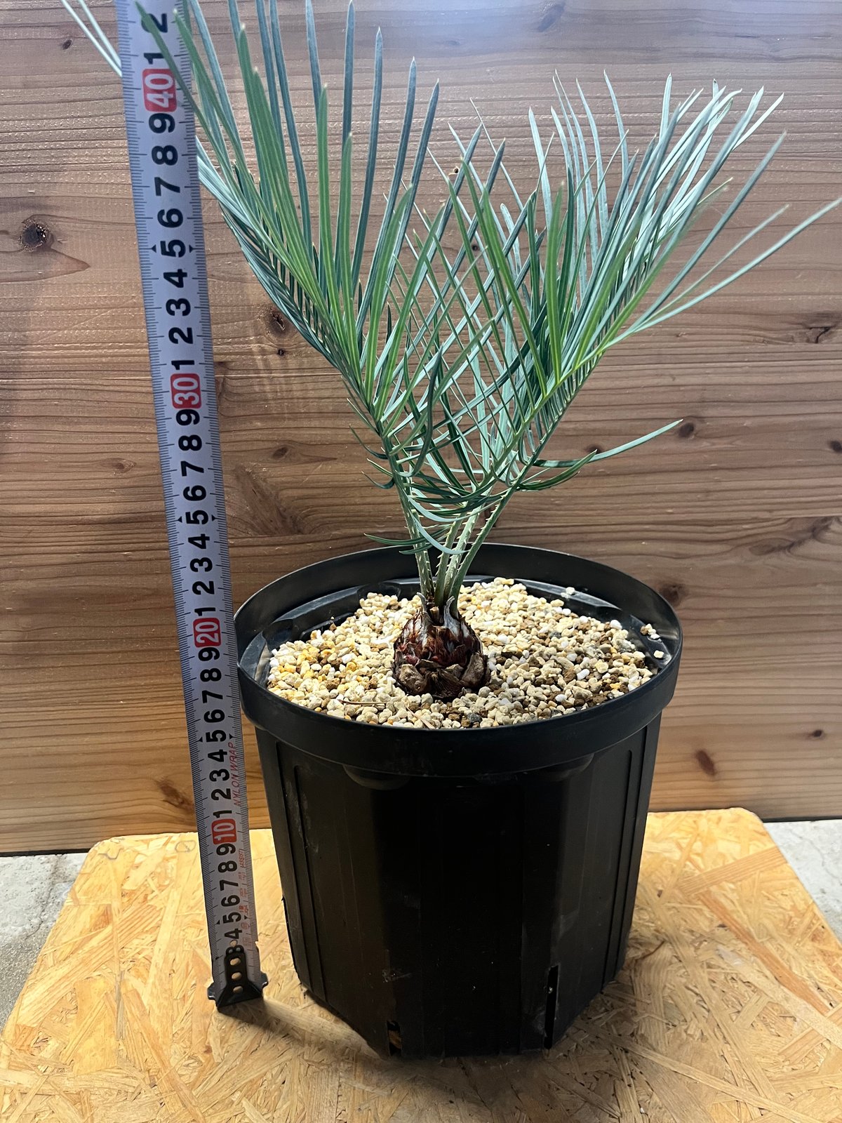 サイカス コッツシアーナ | GREEN LUCK