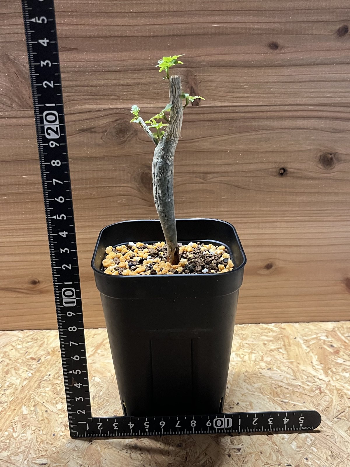 ブルセラ ファガロイデス | GREEN LUCK