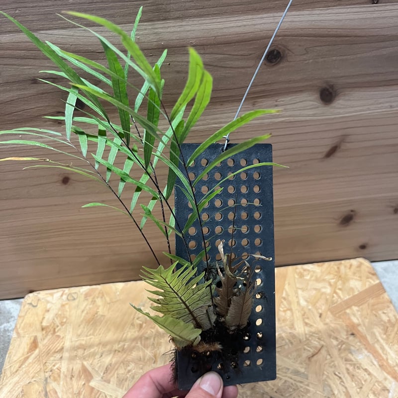 ドリナリア リギデュラ | GREEN LUCK