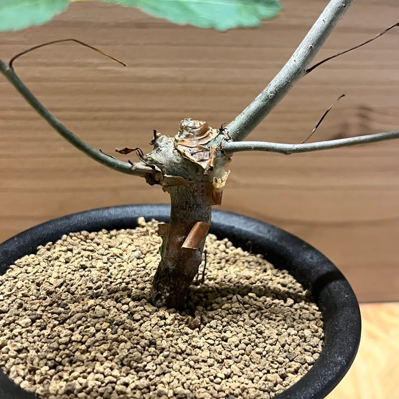 コミフォラ ホルトジアナ | GREEN LUCK