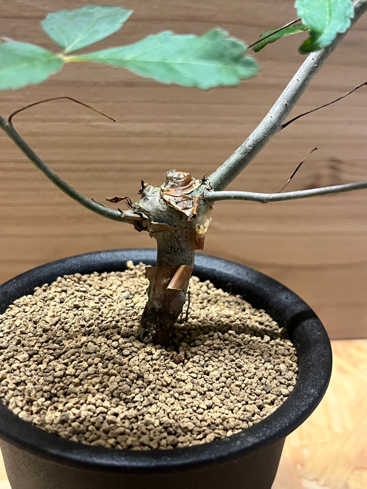 コミフォラ ホルトジアナ | GREEN LUCK