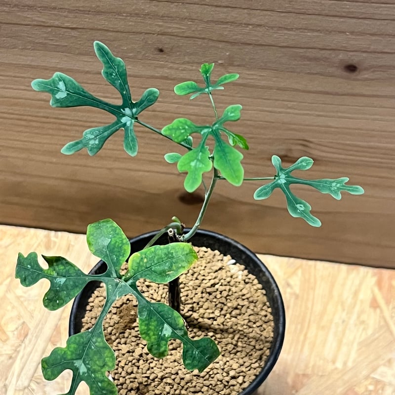 アデニア ペリエリ | GREEN LUCK