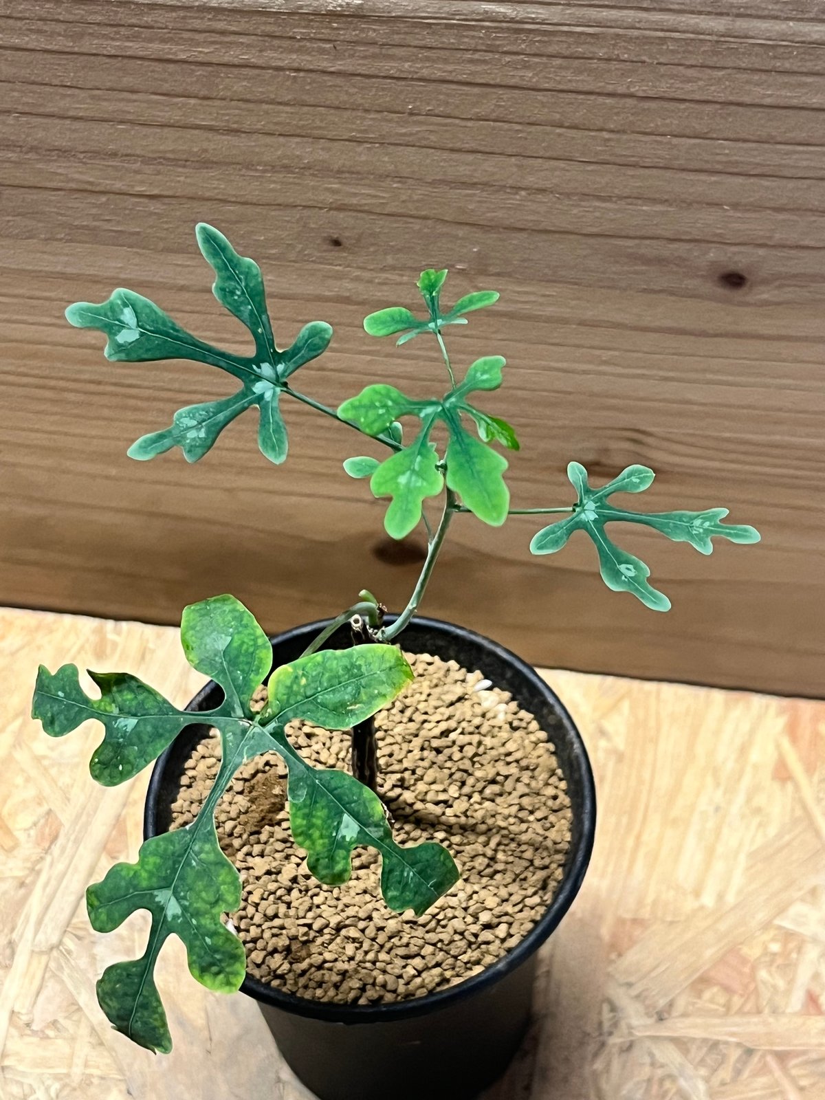 アデニア ペリエリ | GREEN LUCK