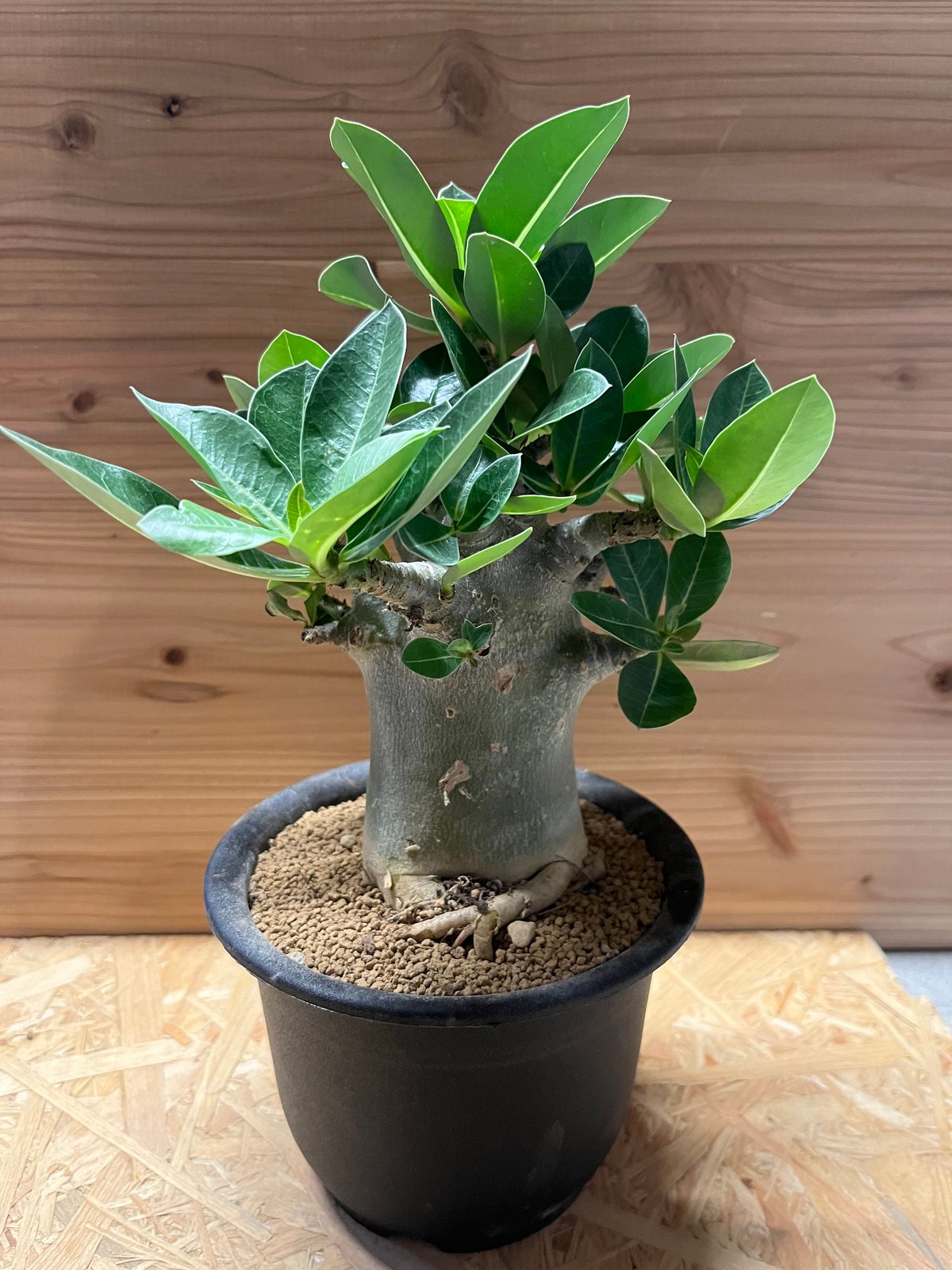 アデニウム アラビカム | GREEN LUCK