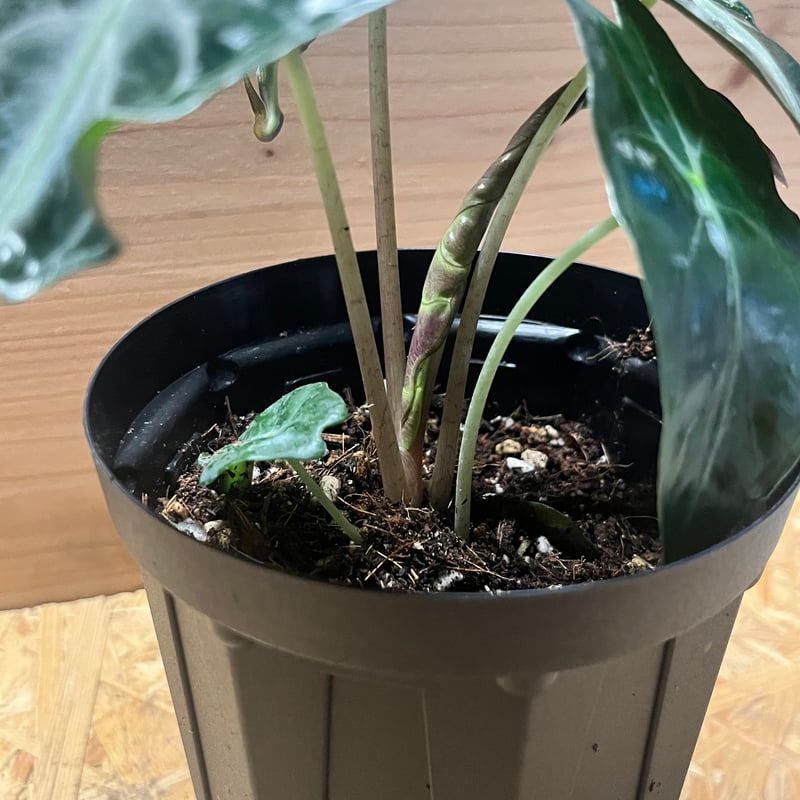 アロカシア ベノム | GREEN LUCK