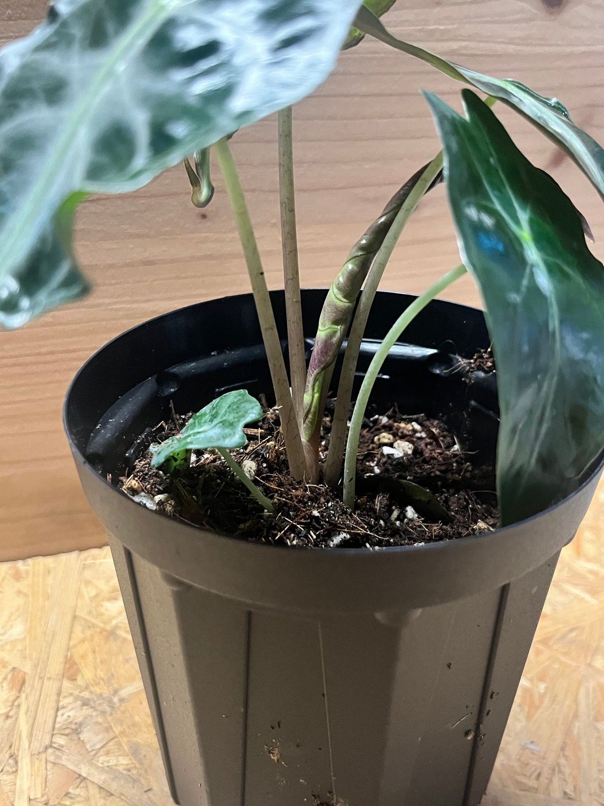 アロカシア ベノム | GREEN LUCK