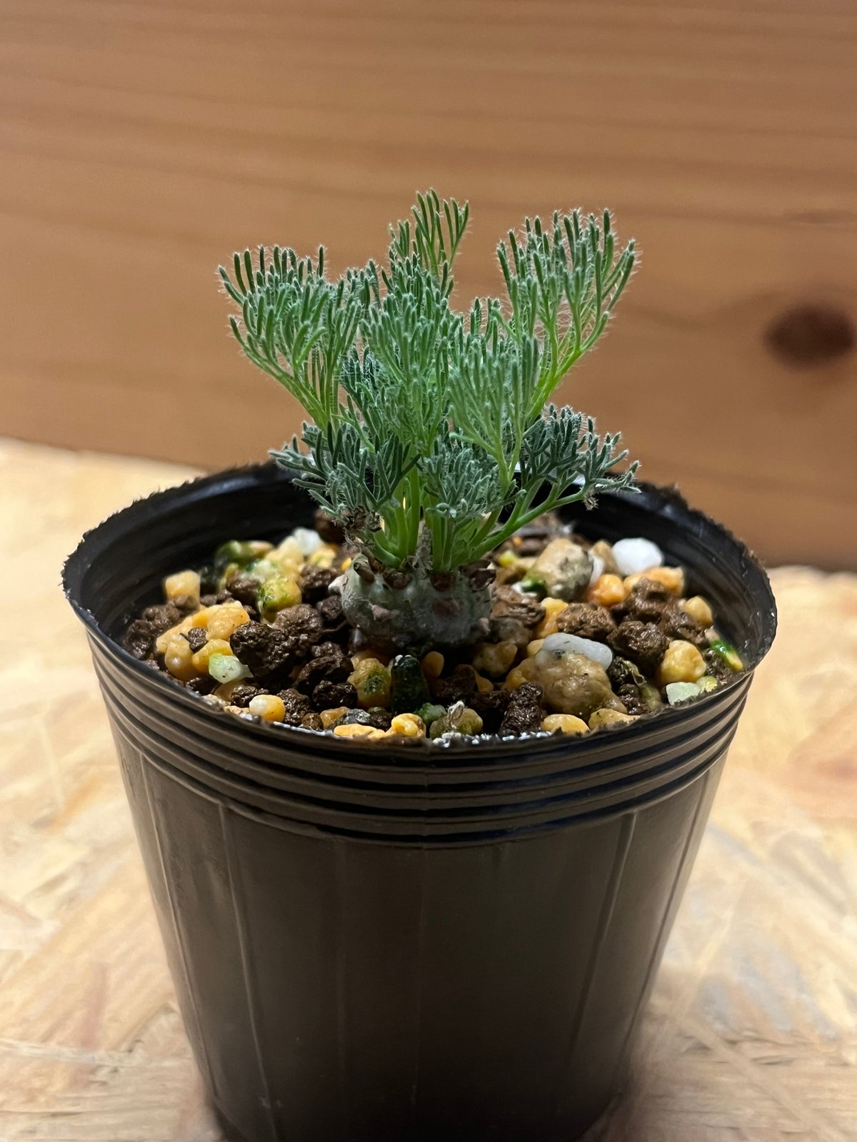 モンソニア ペニクリナム M.peniculinum 美株 モンソニア ペニクリナム M.peniculinum 美株 - メルカリ