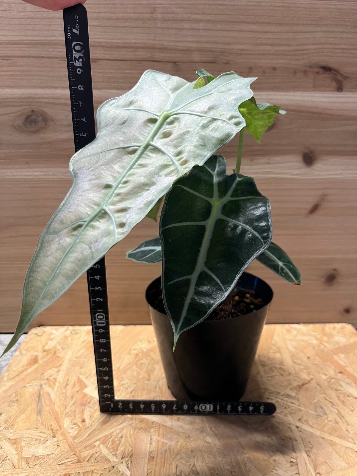 アロカシア アマゾニカ ポリー ミントバリエガータ | GREEN LUCK