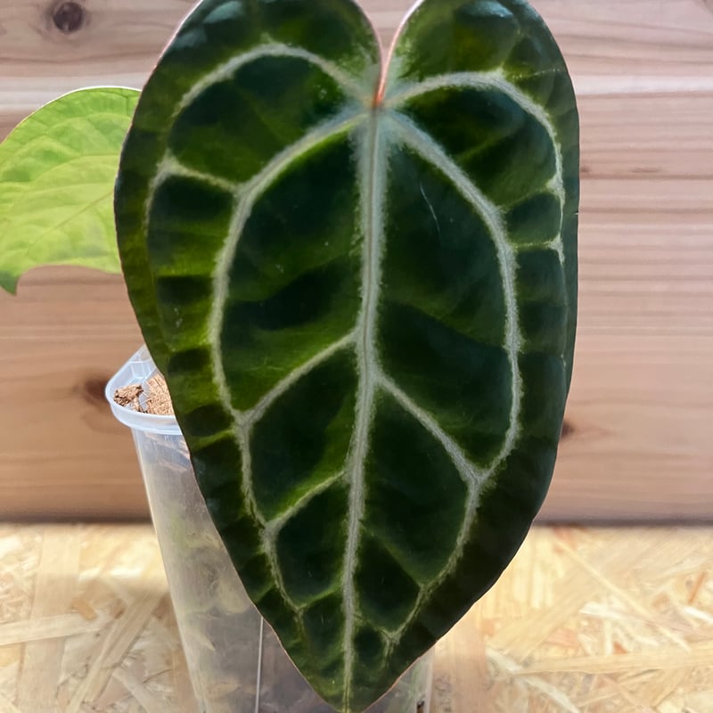 アンスリウムCarlablackiae×crystallinum 速達発送 Anthurium Carlablackiae / アンスリウム カーラブラッキー⑰