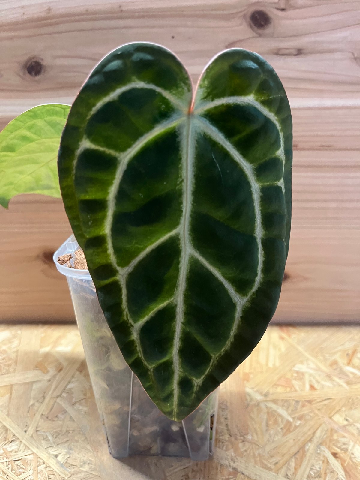 アンスリウムCarlablackiae×crystallinum 速達発送 アンスリウムCarlablackiae×crystallinum 速達発送 アンスリウム