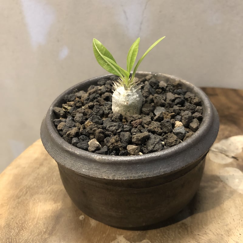 パキポディウム 恵比寿大黒　3Dプリンタ鉢植え パキポディウム 恵比寿大黒×保田修作様 製作鉢 | GREEN LUCK