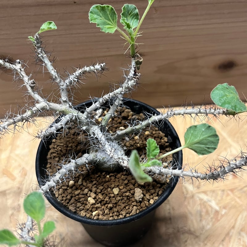 ヤトロファ マルギナータ | GREEN LUCK