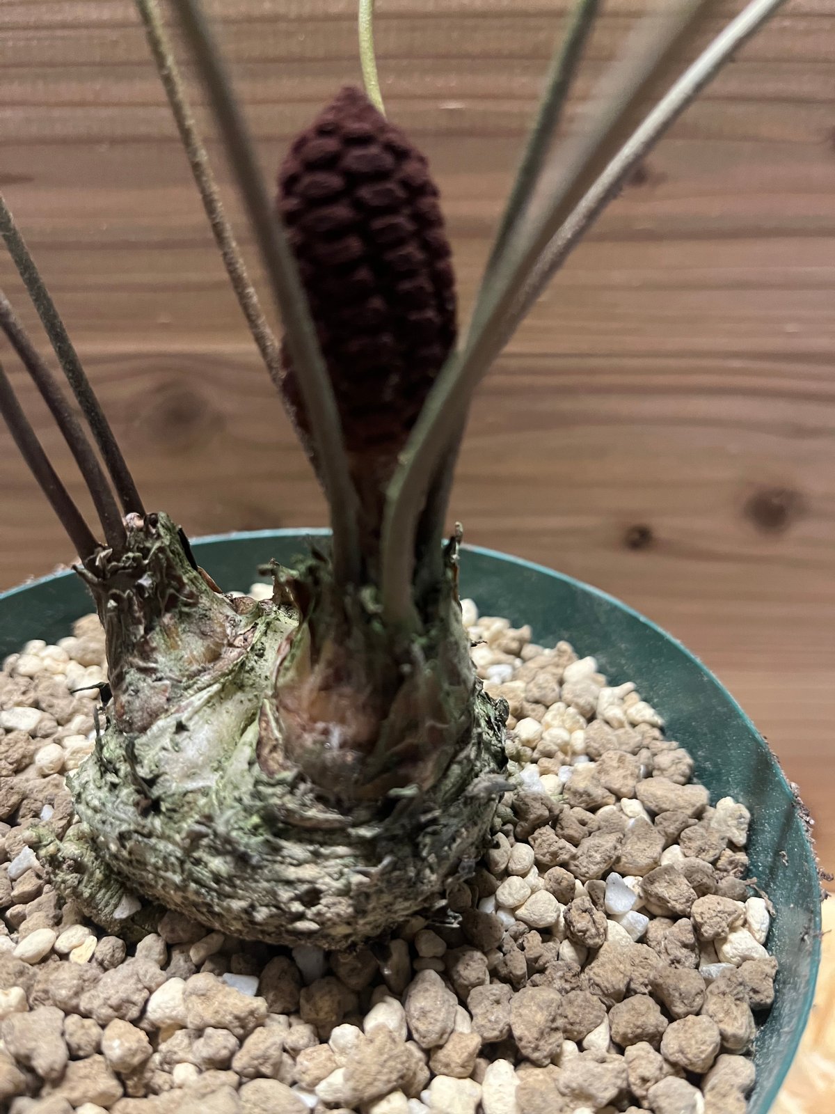 ザミア フロリダーナ 2頭 | GREEN LUCK