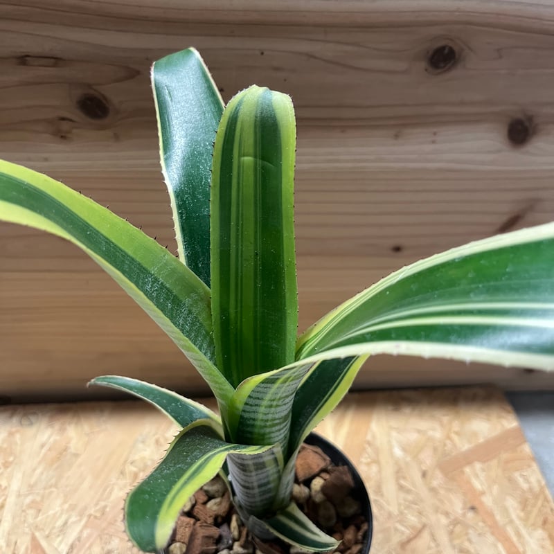 ビルベルギア　ラルフグラハムフレンチ　８a5200b　エクメア　ネオレゲリア ビルベルギア ラルフグラハムフレンチ 8a5200b エクメア