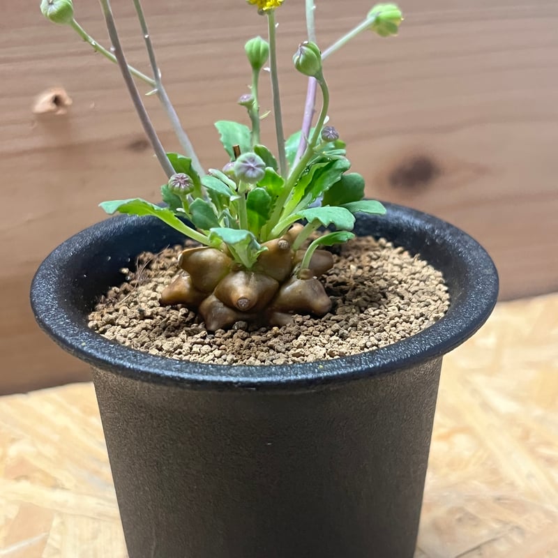 オトンナ・ヘレー オトンナ ヘレー | GREEN LUCK