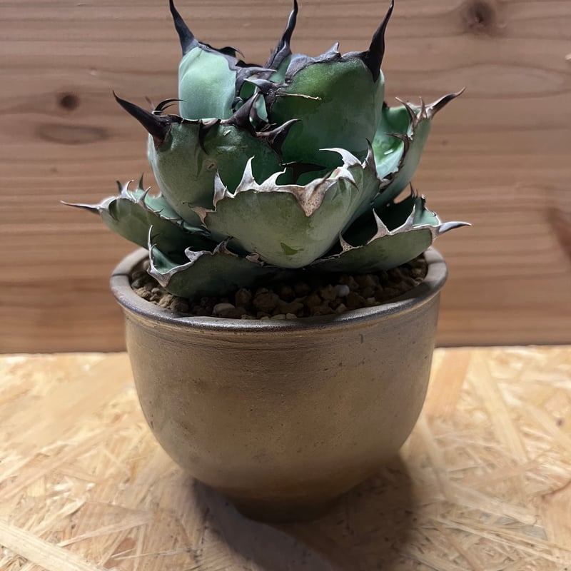 アガベ チタノタ ブラックアンドブルー×伝市鉢 登窯 | GREEN LUCK