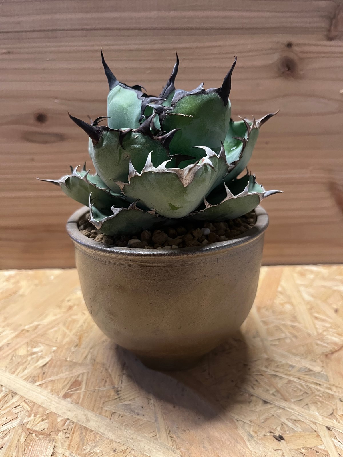 アガベ　Black&Blue インドネシア産　4号鉢　良品 宝石のような観葉植物のお店 【Jewelry Plant】 アガベ 黒筒陶器鉢 4