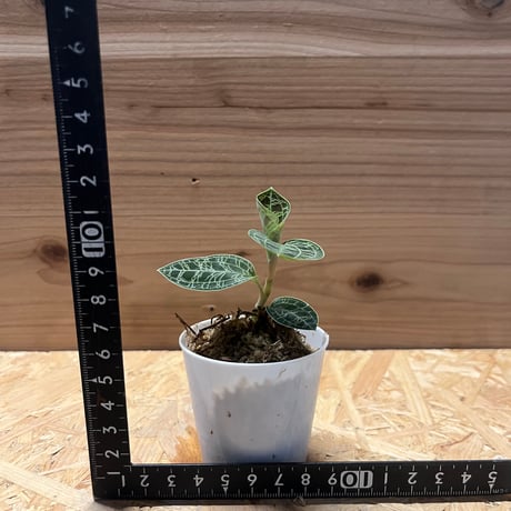 ジュエルオーキッド　マコデスペトラ