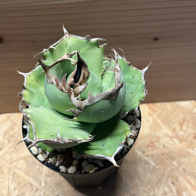 アガベ　特選　阿修羅 アガベ チタノタ 阿修羅 | GREEN LUCK
