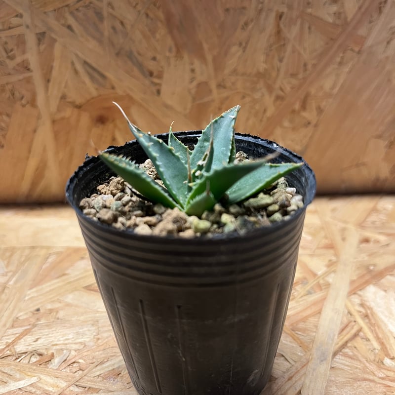 アガベ　エボリスピナ　実生　d3 アガベ エボリスピナ 実生 育成記録｜🍀GreenSnap（グリーン