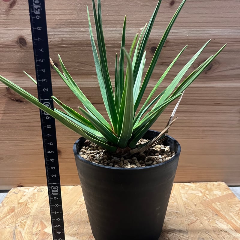 ドラセナ セルラータ ドラセナ セルラータ ドラセナセルラータDracaena