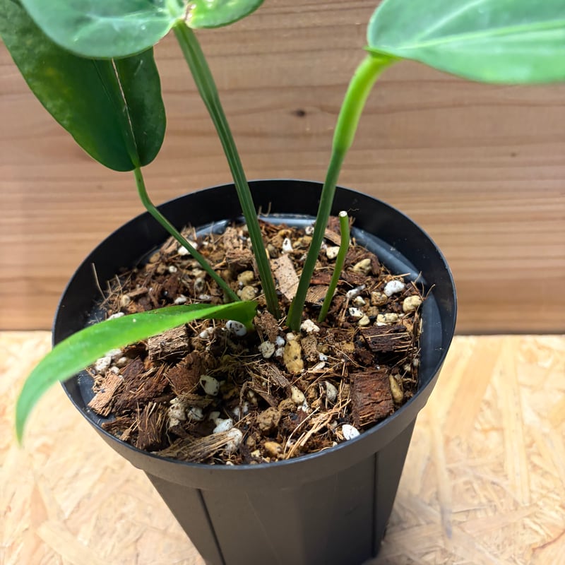 Anthurium panamense アンスリウムパナメンセ アンスリウム パナメンセ | GREEN LUCK