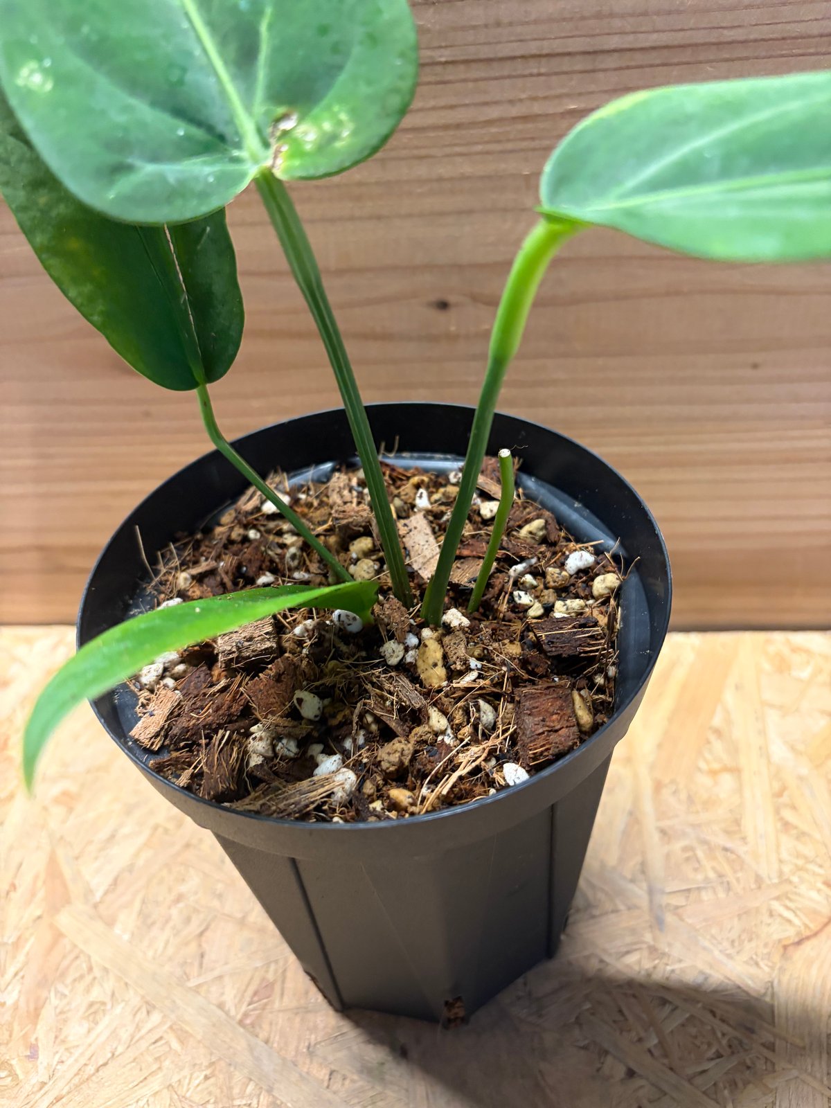 Anthurium panamense アンスリウムパナメンセ Anthurium panamense – Rousseau Plant Care
