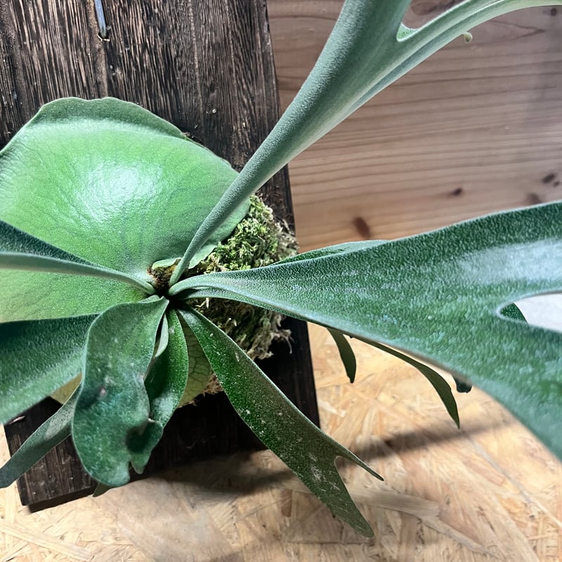 ビカクシダ　alcicorne Madagascar アルマダ　アルシコルネ アルシコルネマダガスカル (P. Alcicorne var.Madagascar