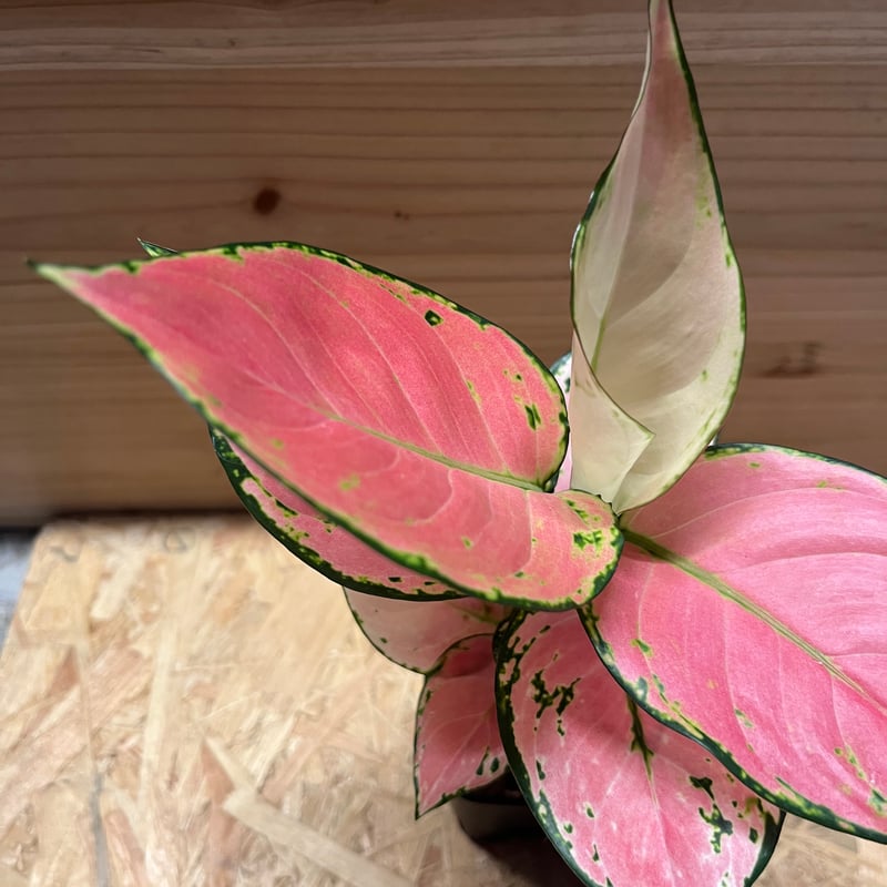 アグラオネマ オーピシャスレッド | GREEN LUCK