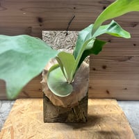 アンスリウム ポーティラエ NSE | GREEN LUCK