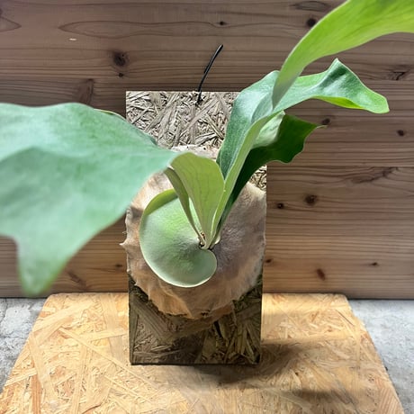 ビカクシダ | STORES