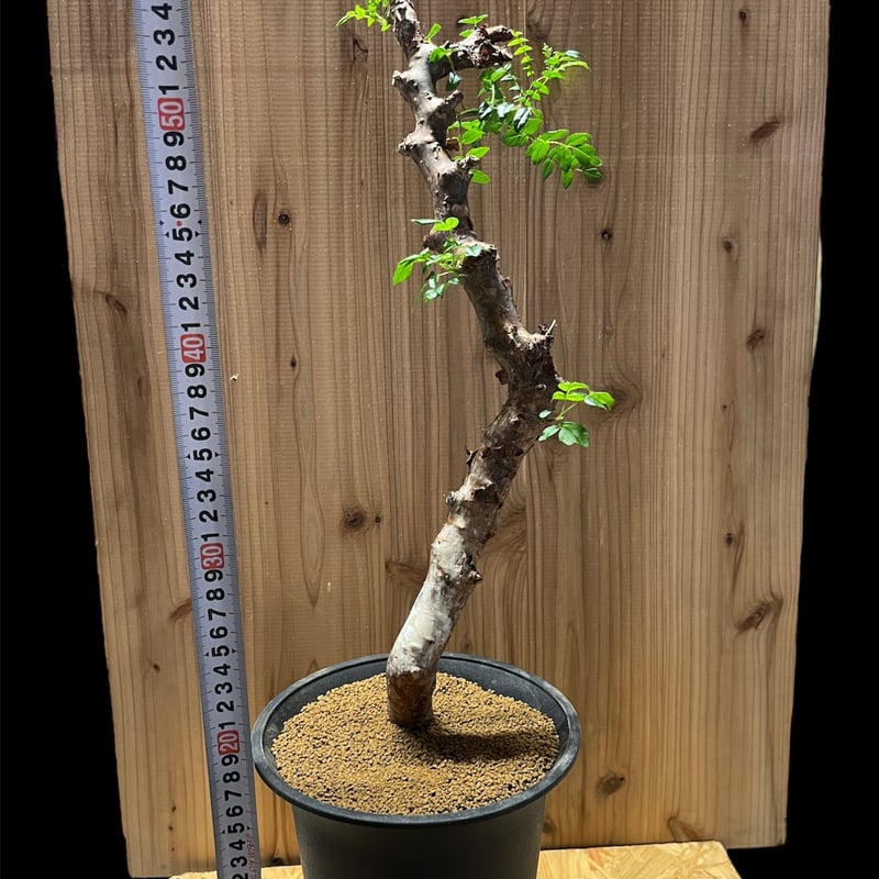 コミフォラ モンストローサ | GREEN LUCK